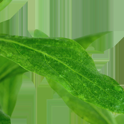 Hygrophila polysperma - Potted Aquarium Plant — Potted