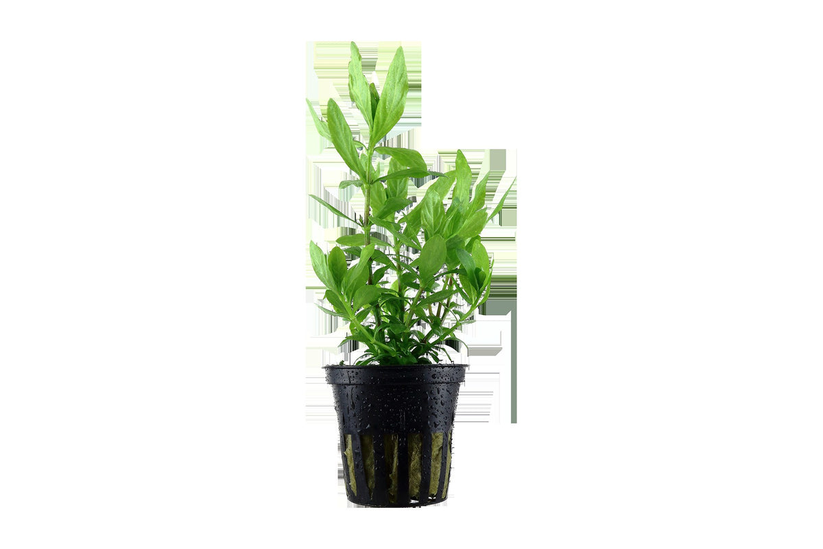 Hygrophila polysperma - Potted Aquarium Plant — Potted