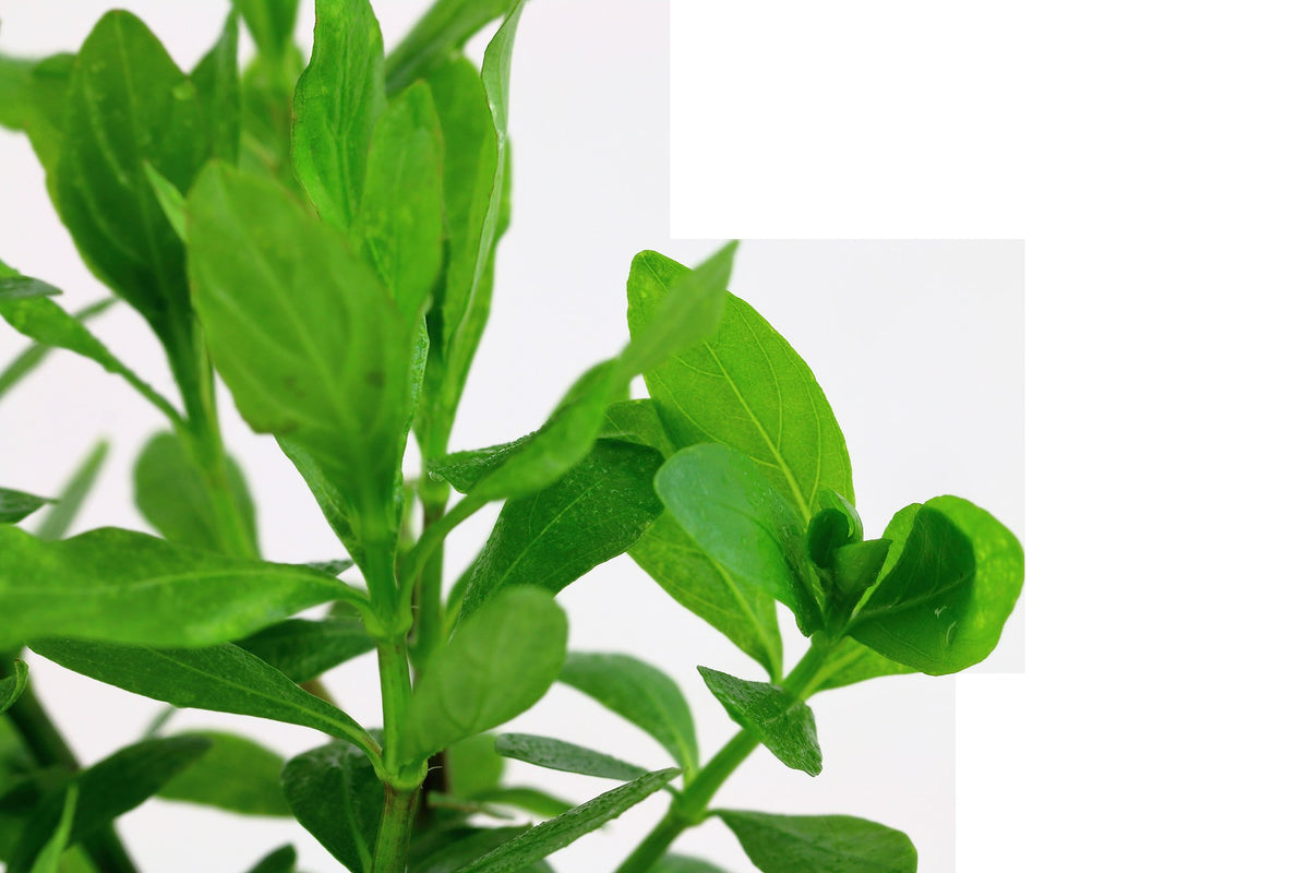 Hygrophila polysperma - Potted Aquarium Plant — Potted