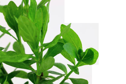 Hygrophila polysperma - Potted Aquarium Plant — Potted