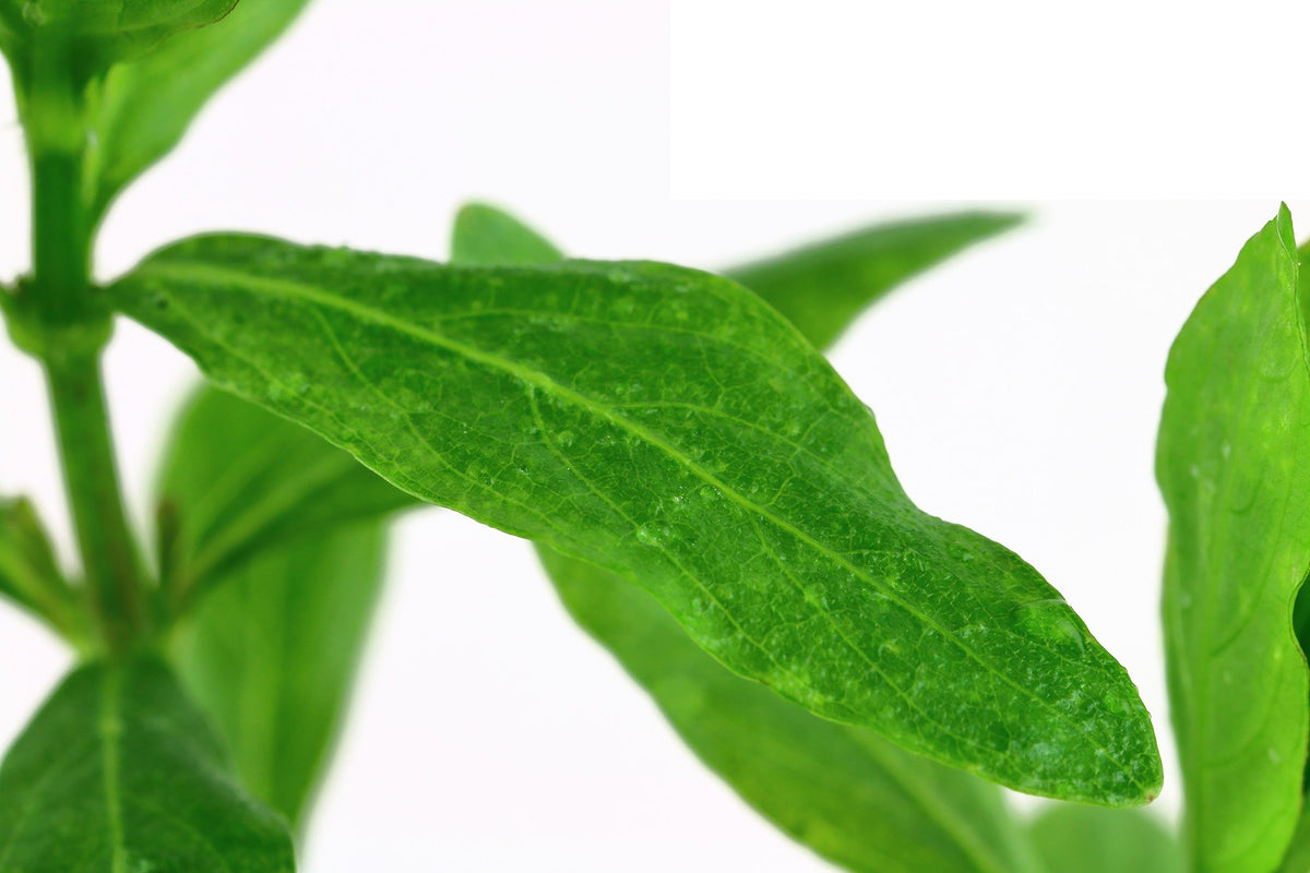 Hygrophila polysperma - Potted Aquarium Plant — Potted