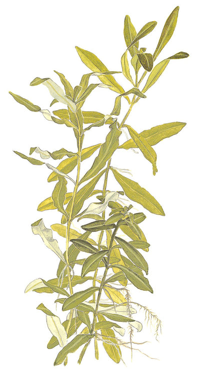 Hygrophila polysperma - Potted Aquarium Plant — Potted