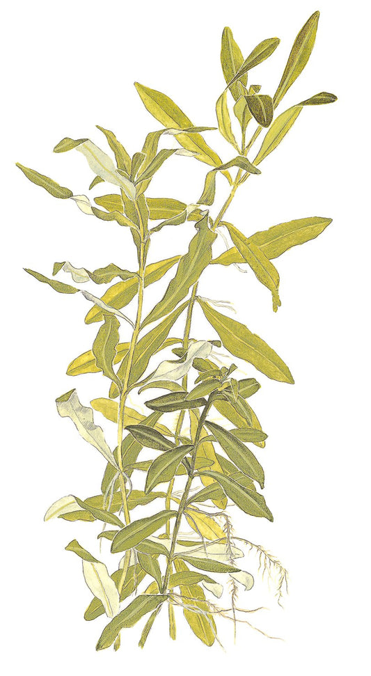Hygrophila polysperma - Potted Aquarium Plant — Potted