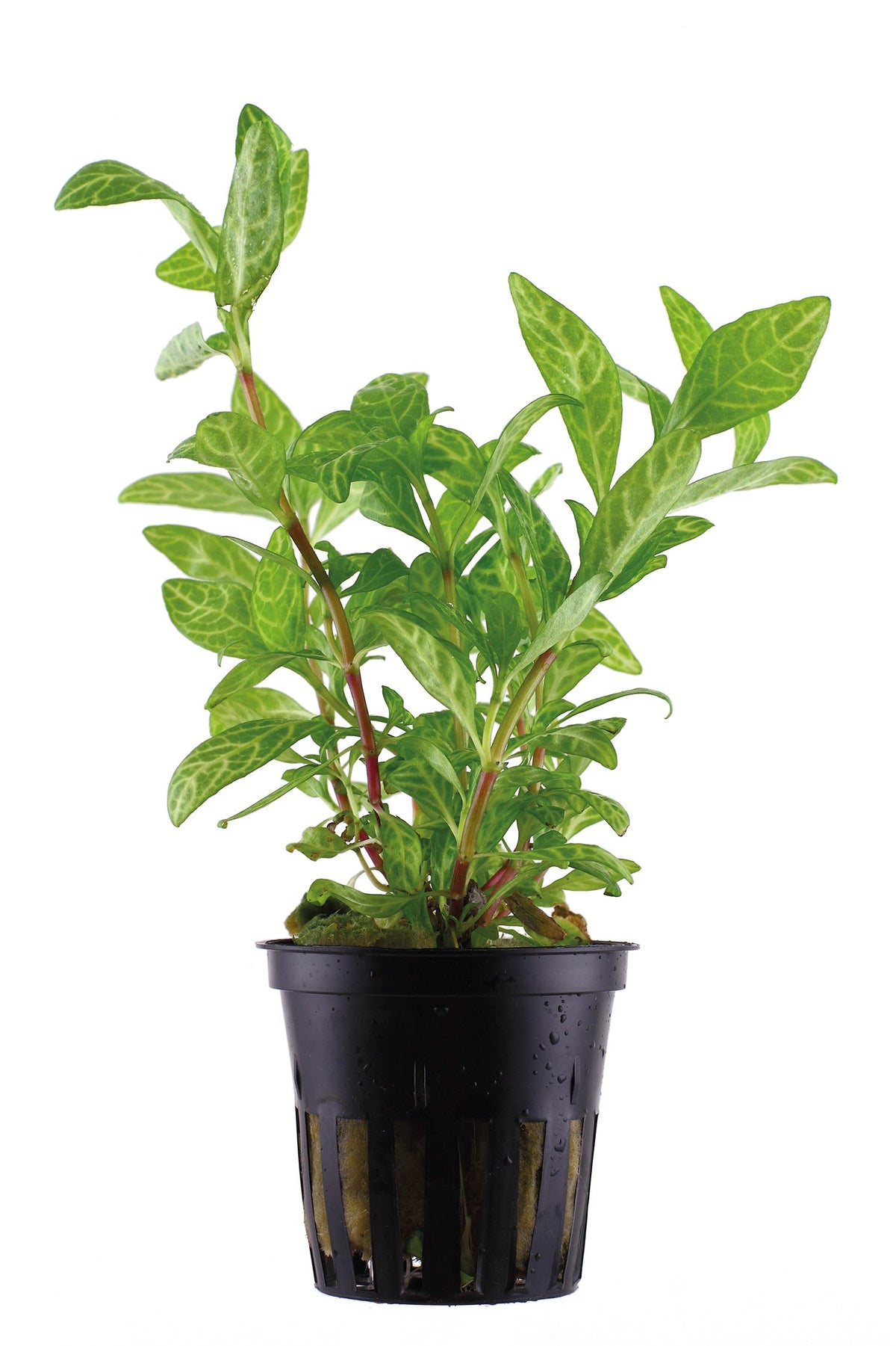 Hygrophila polysperma 'Rosanervig' — Potted