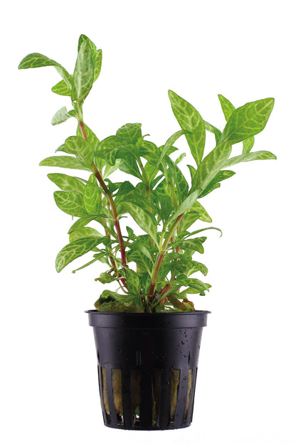 Hygrophila polysperma 'Rosanervig' — Potted
