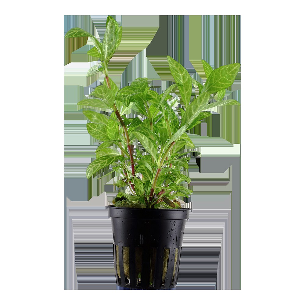 Hygrophila polysperma 'Rosanervig' — Potted