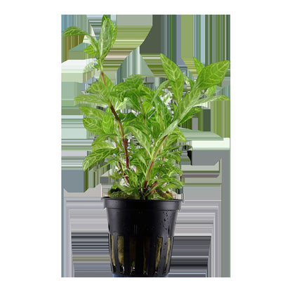 Hygrophila polysperma 'Rosanervig' — Potted