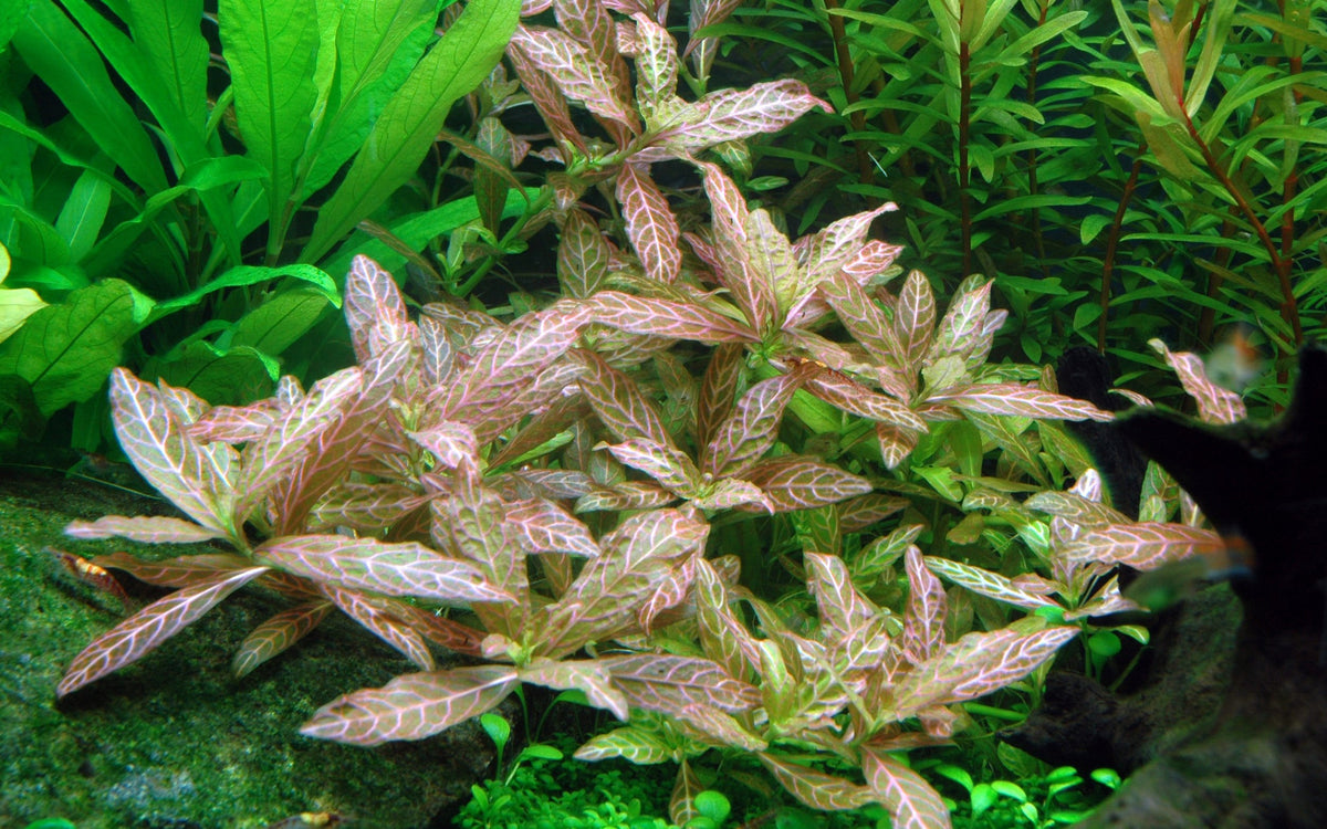 Hygrophila polysperma 'Rosanervig' — Potted