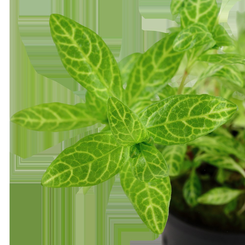Hygrophila polysperma 'Rosanervig' — Potted