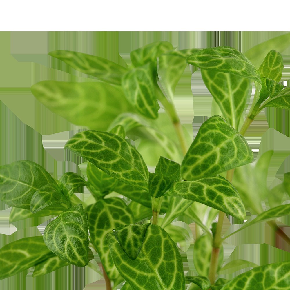 Hygrophila polysperma 'Rosanervig' — Potted