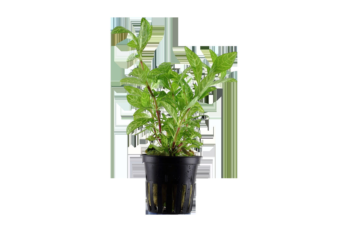 Hygrophila polysperma 'Rosanervig' — Potted