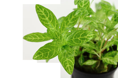 Hygrophila polysperma 'Rosanervig' — Potted