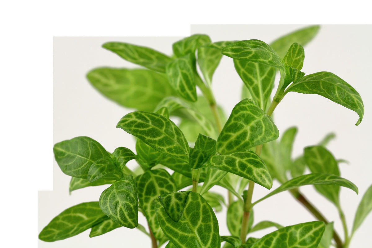 Hygrophila polysperma 'Rosanervig' — Potted