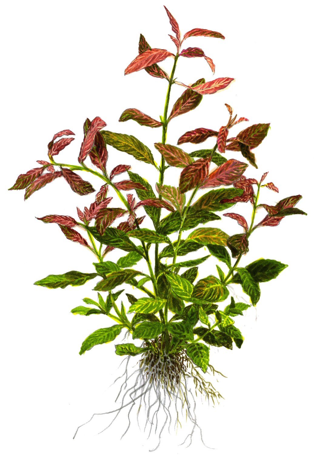 Hygrophila polysperma 'Rosanervig' — Potted