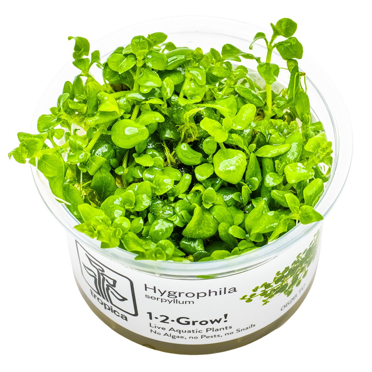 Hygrophila serpyllum — 1-2-Grow!