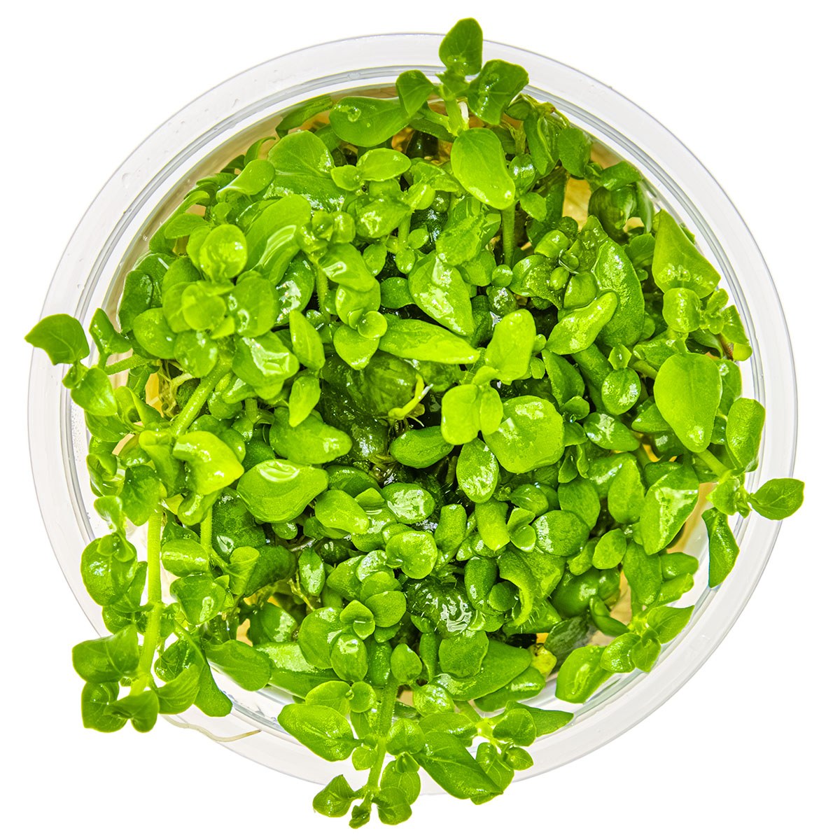 Hygrophila serpyllum — 1-2-Grow!