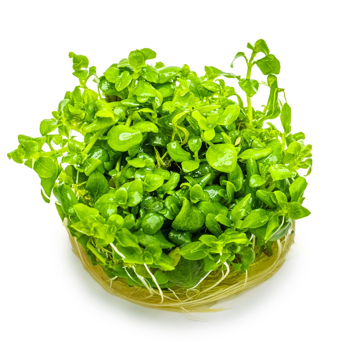 Hygrophila serpyllum — 1-2-Grow!