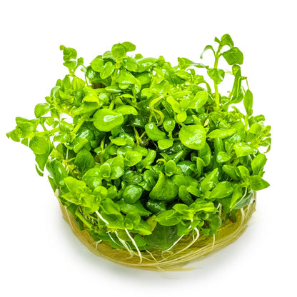 Hygrophila serpyllum — 1-2-Grow!
