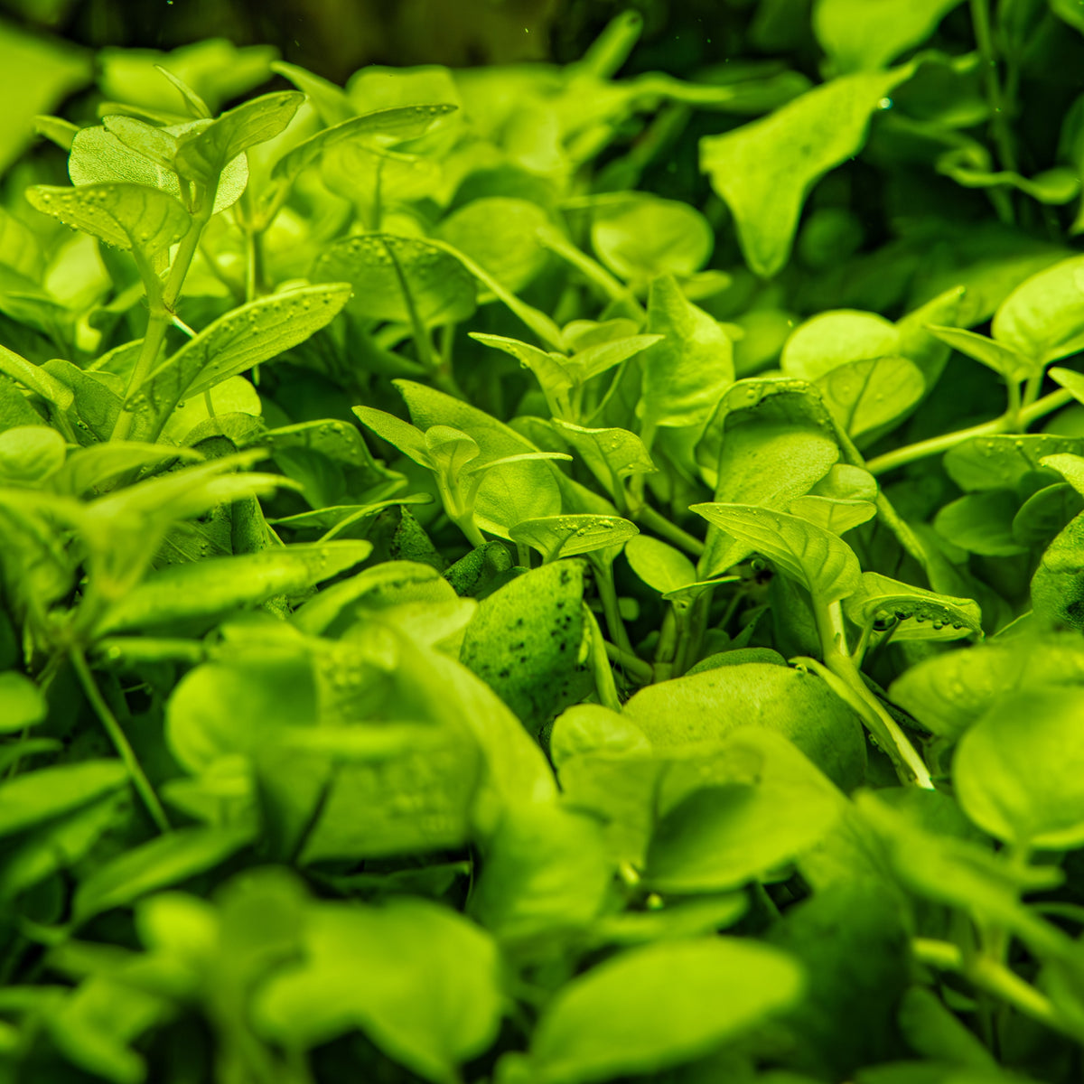 Hygrophila serpyllum — 1-2-Grow!