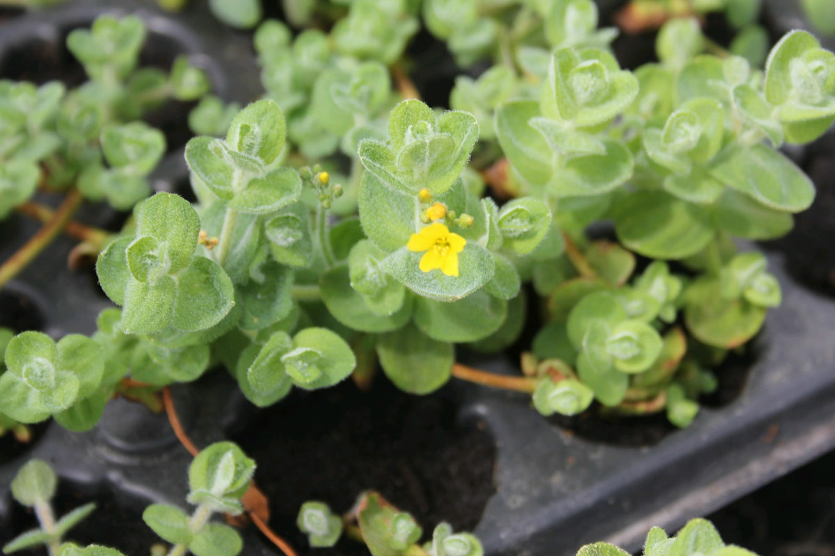 Hypericum elodes Marginal Pond Plant - Pack of 3 (9cm Pots)