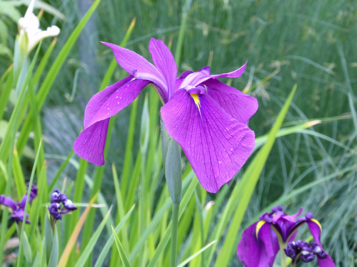 Iris ensata Marginal Pond Plant