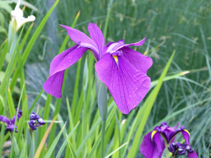 Iris ensata Marginal Pond Plant