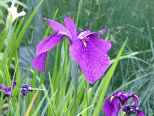 Iris ensata Marginal Pond Plant
