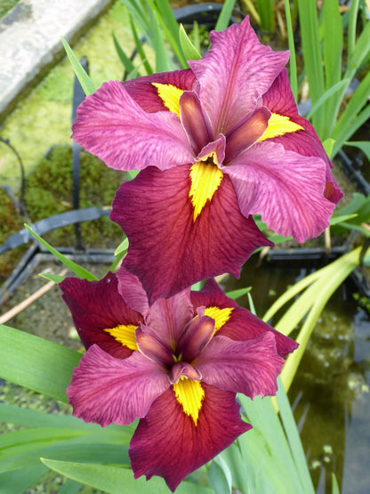 Iris louisiana 'Ann Chowning' Marginal Pond Plant (1 Litre)