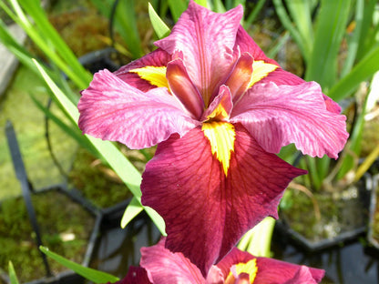 Iris louisiana 'Ann Chowning' Marginal Pond Plant (1 Litre)