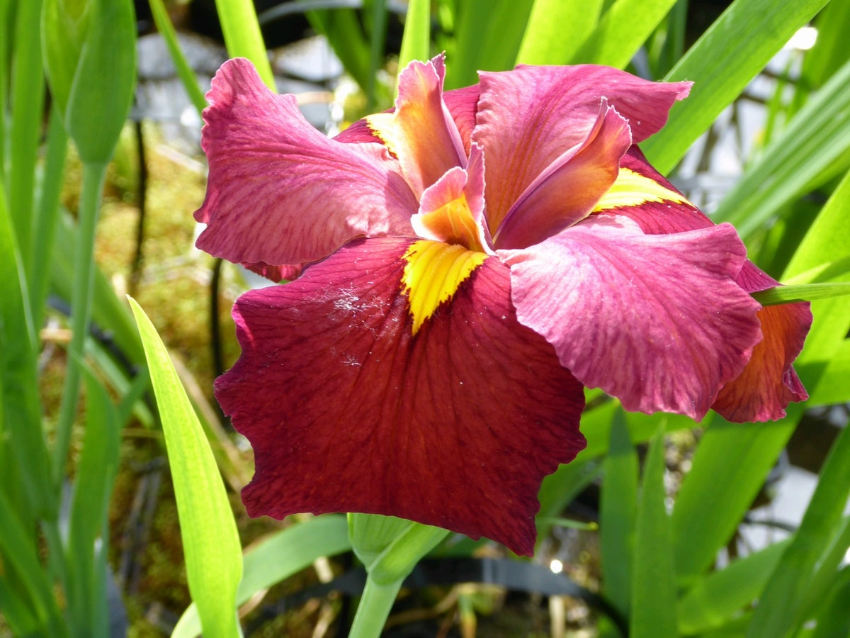 Iris louisiana 'Ann Chowning' Marginal Pond Plant (1 Litre)