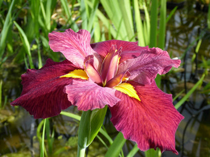 Iris louisiana 'Ann Chowning' Marginal Pond Plant (1 Litre)