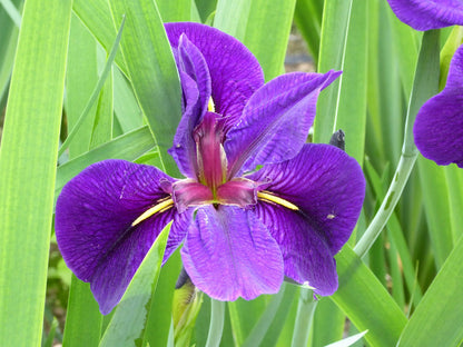 Iris louisiana 'Black Gamecock' Marginal Pond Plant