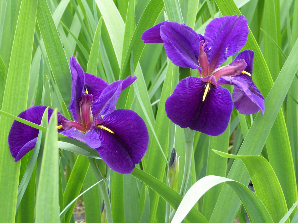 Iris louisiana 'Black Gamecock' Marginal Pond Plant