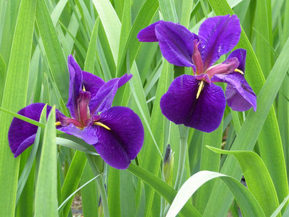 Iris louisiana 'Black Gamecock' Marginal Pond Plant