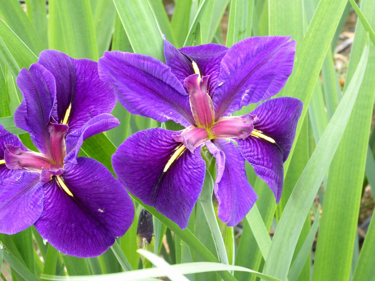 Iris louisiana 'Black Gamecock' Marginal Pond Plant