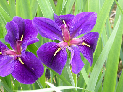 Iris louisiana 'Black Gamecock' Marginal Pond Plant
