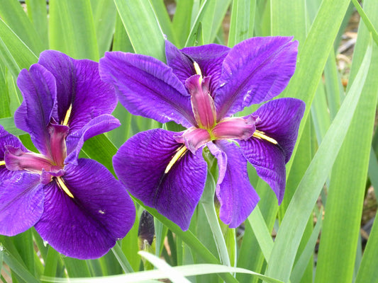 Iris louisiana 'Black Gamecock' Marginal Pond Plant