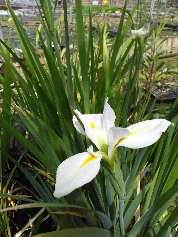 Iris louisiana 'Her Highness' Marginal Pond Plant
