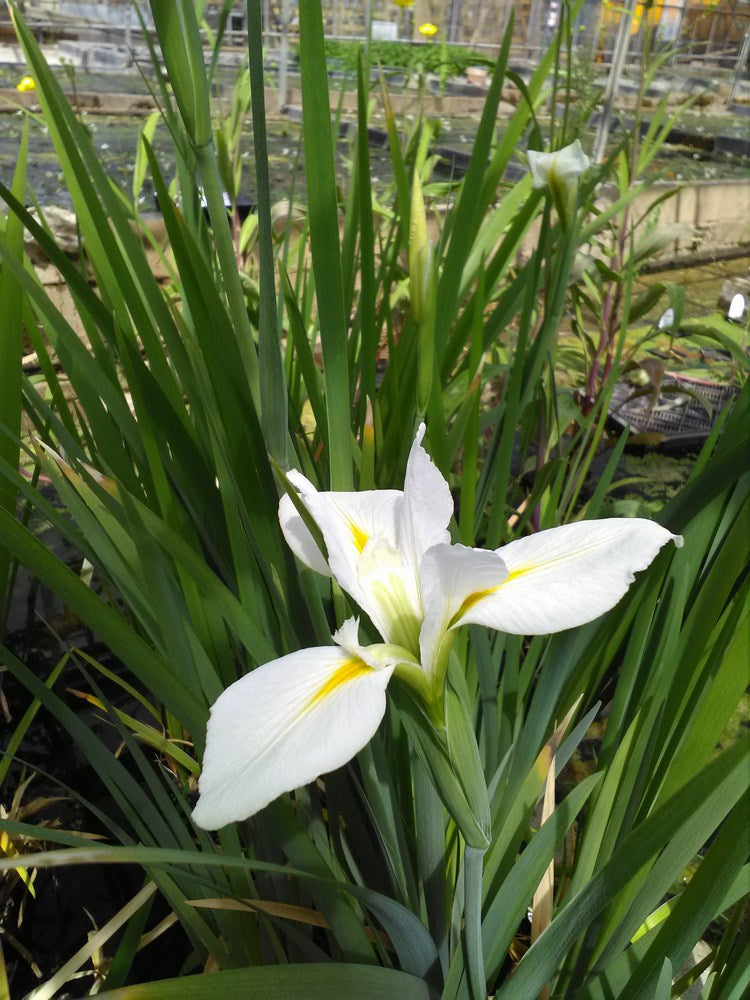 Iris louisiana 'Her Highness' Marginal Pond Plant