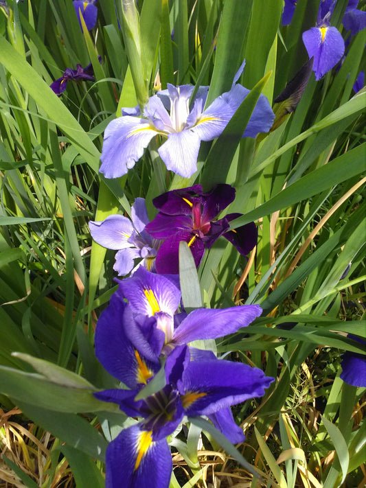 Iris louisiana Mixed Pond Marginal Plant, 3 Litre Basket
