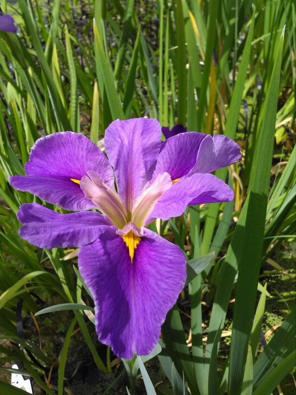 Iris louisiana 'Pegaletta' Pond Marginal Plant