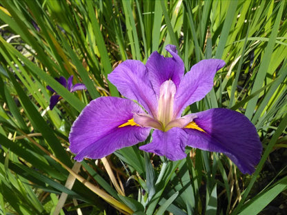 Iris louisiana 'Pegaletta' Pond Marginal Plant