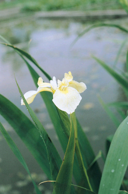 Iris pseudacorus bastardii Marginal Pond Plant