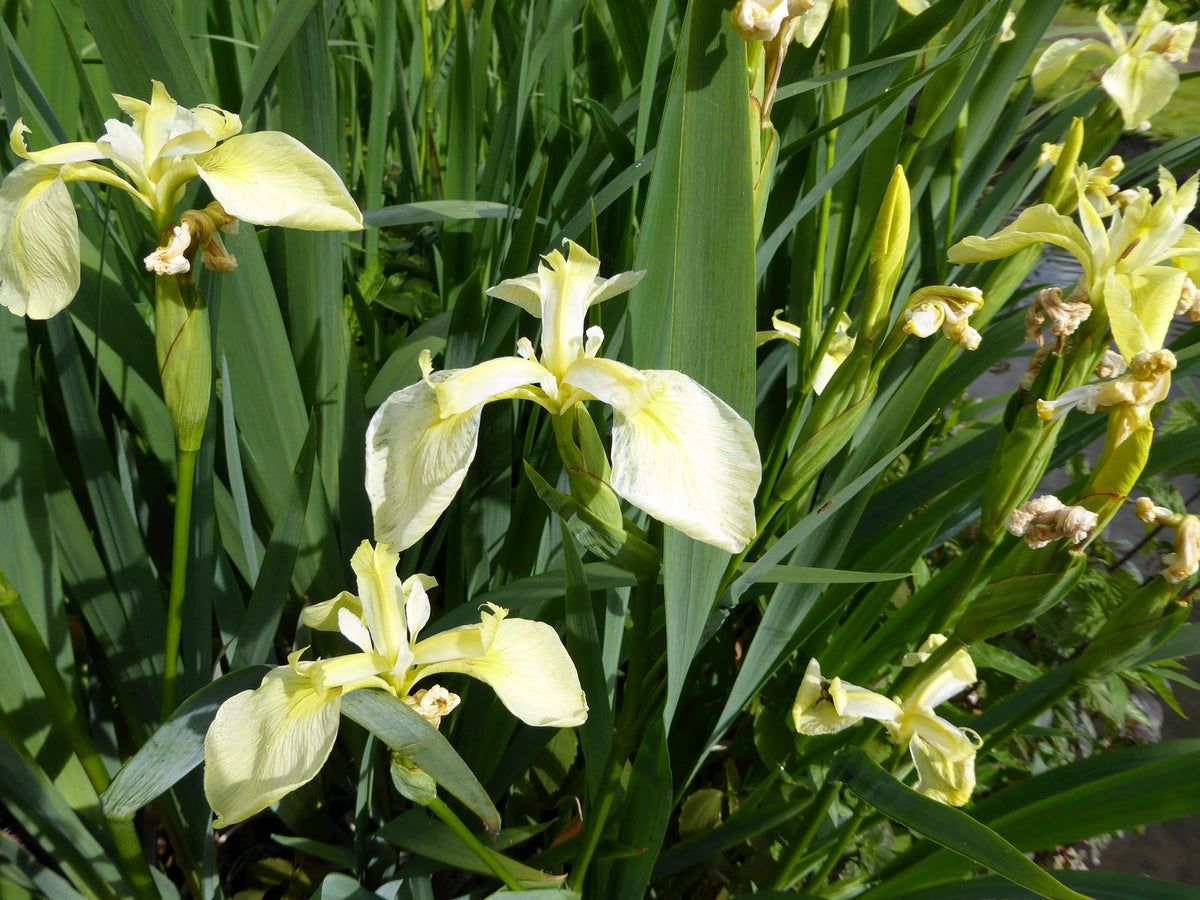 Iris pseudacorus bastardii Marginal Pond Plant