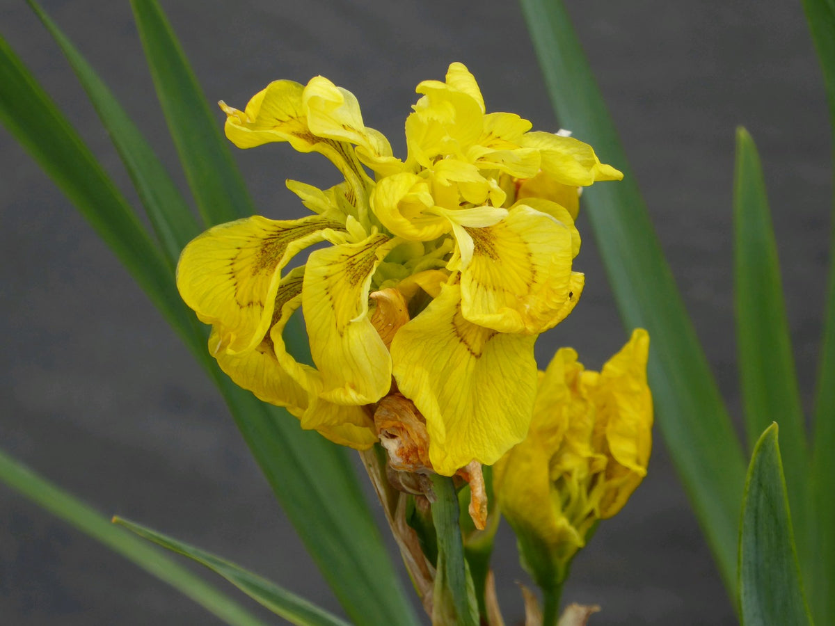 Iris pseudacorus 'Flore Pleno' Marginal Pond Plant (3 Litre)
