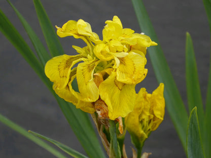 Iris pseudacorus 'Flore Pleno' Marginal Pond Plant (3 Litre)