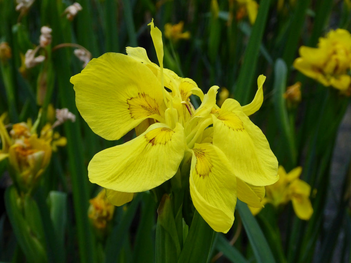 Iris pseudacorus 'Flore Pleno' Marginal Pond Plant (3 Litre)