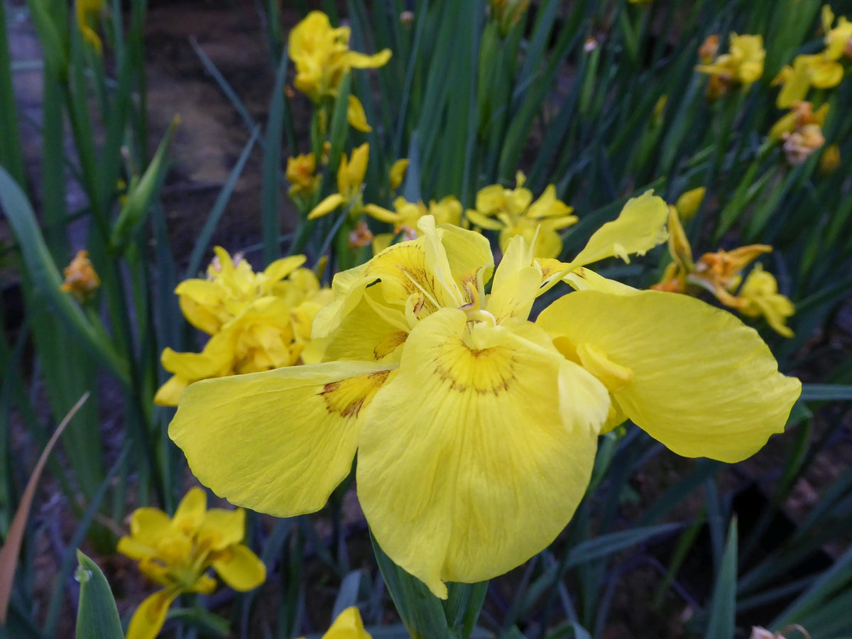 Iris pseudacorus 'Flore Pleno' Marginal Pond Plant (3 Litre)