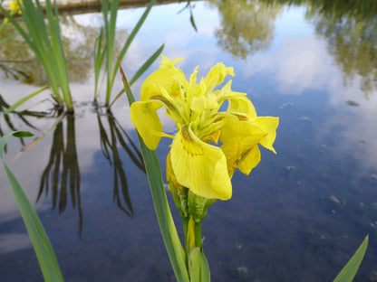 Iris pseudacorus Marginal Pond Plant