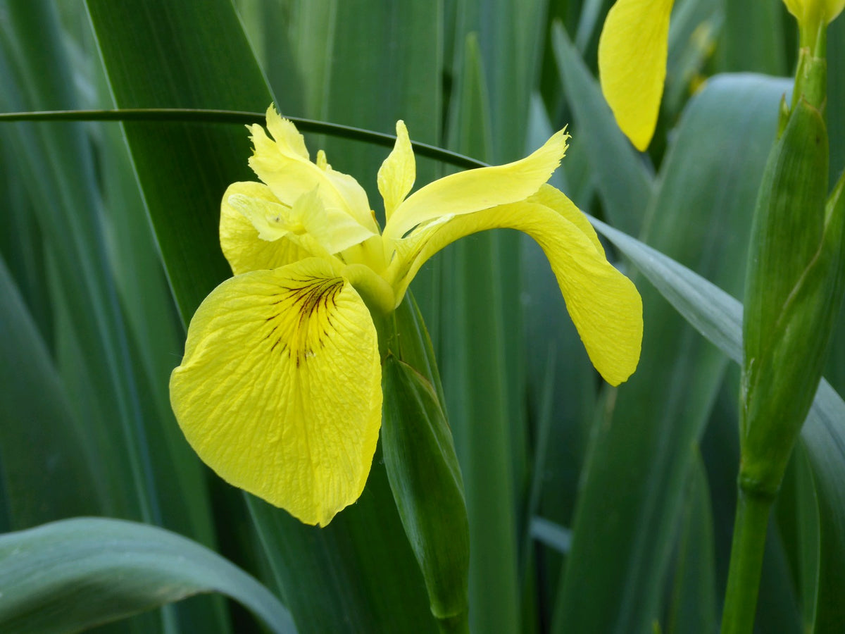 Iris pseudacorus Marginal Pond Plant